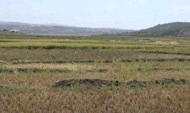 Kayonza: Abahinzi b’umuceri mu gishanga cya Gacaca barasaba ko cyatunganwa neza bakabona amazi.