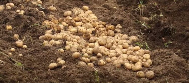 "Buri munsi birahenda":Abaturage baribaza iherezo ry'izamuka ry’ibiciro by’ibirayi n’ibitoki