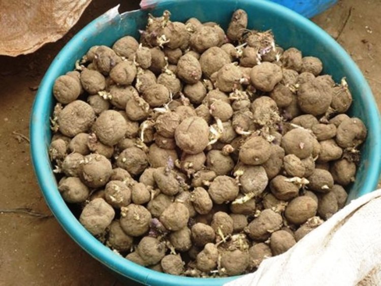 Nyabihu: Hari abahinzi baretse guhinga ibirayi kubera kubura imbuto yabyo