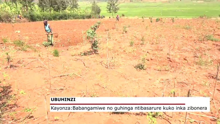 Kayonza: Babangamiwe no guhinga ntibasarure kuko inka zibonera