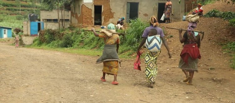 Musanze: Hari abaturage bavuga ko ifumbire mvaruganda yahawe bamwe abandi ntibayibone