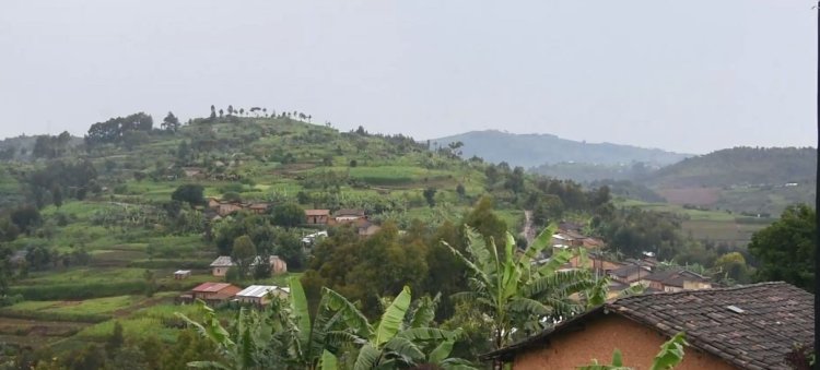 Nyaruguru:Abahinzi b'ibirayi barasabwa guhinga imbuto y'indobanure ibaha umusarur