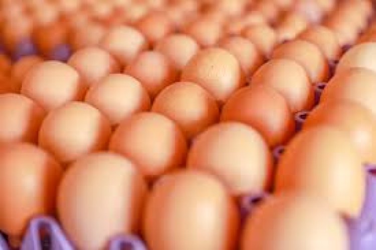 Kayonza: Gushyiraho iguriro ry’amagi byakemuye ikibazo cy’imirire mibi