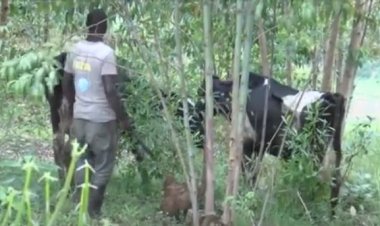 Ubudahangarwa bw'udukoko ku miti ivura amatungo, ingaruka zikomeye ku buzima bwa muntu 