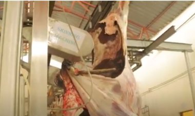 Amajyaruguru: Ababaga amatungo mu buryo bw’amagendu bagiye  kujya bahanwa