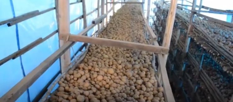 Nyamagabe: Kubakirwa Green House byabafashije kongera umusaruro