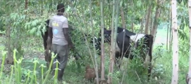 Ubudahangarwa bw'udukoko ku miti ivura amatungo, ingaruka zikomeye ku buzima bwa muntu 