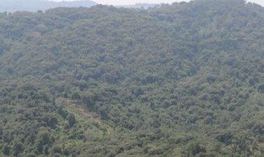 Nyabihu: Abahoze ari abasilikari barinda ishyamba rya Gishwati bugarijwe n’ubukene