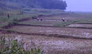 Gukoresha ifumbire yo mu musarane mu buhinzi bigira ingaruka ku buzima bwa muntu