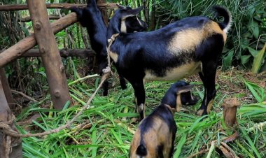 Bamwe mu baturage bakomeje gufashwa kwigira, borozwa amatungo magufi