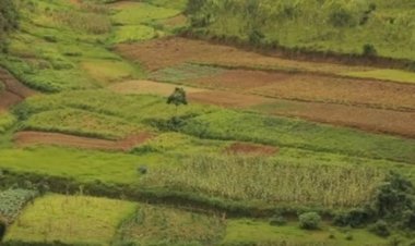 RULINDO: Ntibumva impamvu bacibwa amafaranga iyo imyaka bahinze iteze neza