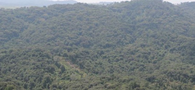 Nyabihu: Abahoze ari abasilikari barinda ishyamba rya Gishwati bugarijwe n’ubukene