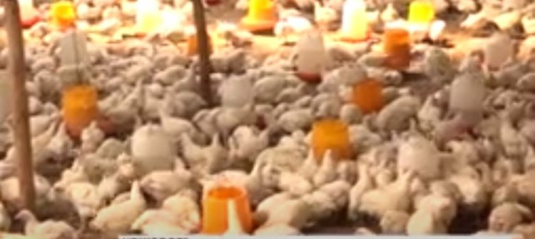 Rwamagana: Aborozi b'inkoko babangamiwe no kutagira ibagiro