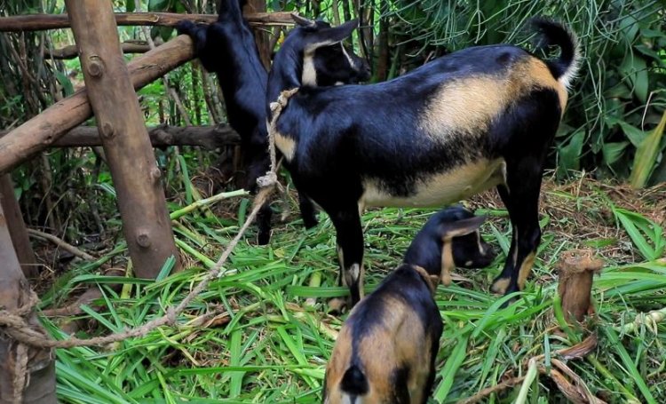 Bamwe mu baturage bakomeje gufashwa kwigira, borozwa amatungo magufi