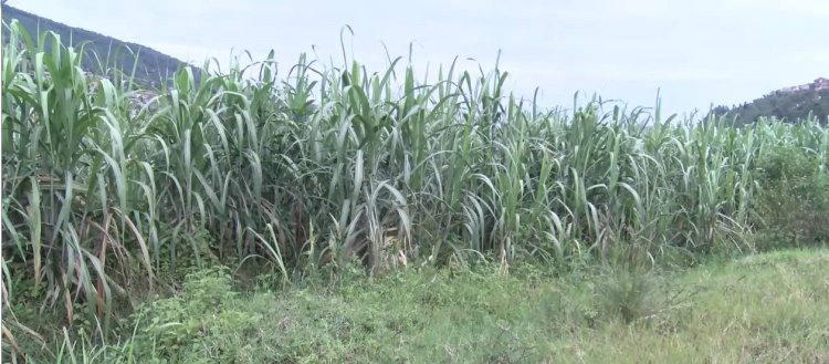 Farmers are seeking for compensation of their crops in Gatsata-Nyabugogo swamp.