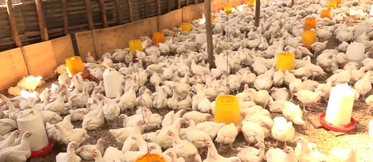 Rwamagana: Kutagira igiciro fatizo cy’inyama z’inkoko bituma bagwa mu gihombo