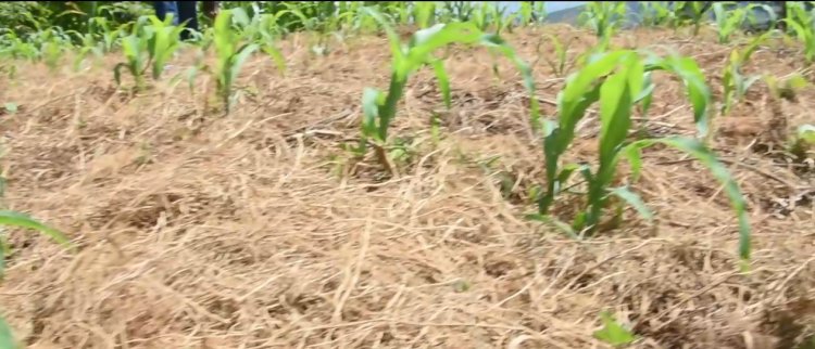 Abakora ubuhinzi barakangurira bagenzi babo kugana ibigo by’imari