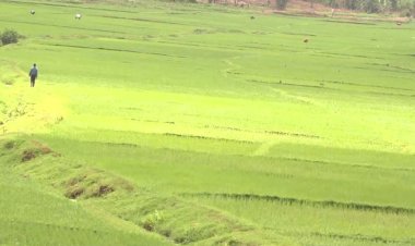 Kirehe: Hari abahinzi b'umuceri basaba imbuga zo kuwanikaho