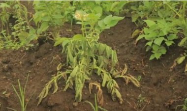 Rubavu: Bahangayikishijwe n’indwara bita Sempeshyi iri gufata ibirayi bikiri bito