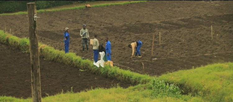 Nyabihu-Musanze:Kutabona aho bakura imbuto z'ibirayi zizewe n'ubuhunikiro;  imbogamizi ku bahinzi b'ibirayi