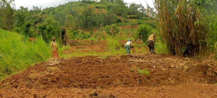 Musanze - Gakenke: Abaturage barinubira kwishyuzwa imbuto y'ibigori yarumbye