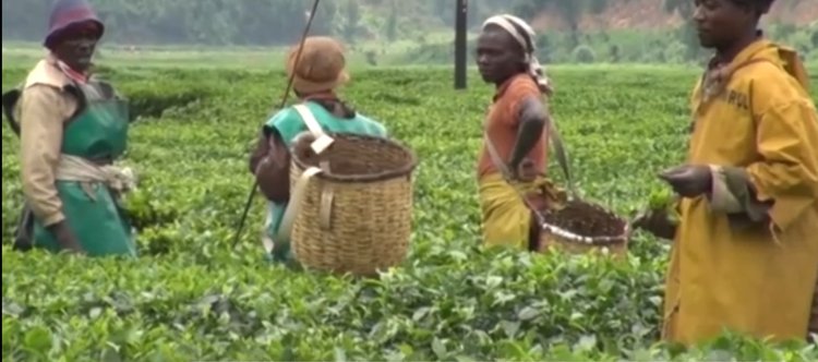 Nyaruguru: Abakora mu cyayi nka nyakabyizi barasaba ko ikiguzi cyo ku munsi cyakongerwa