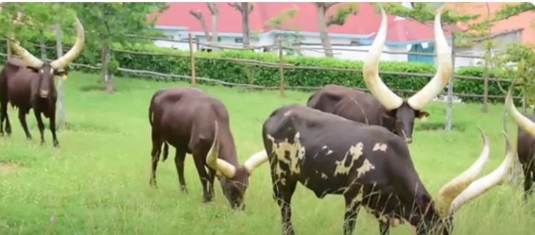 Amajyepfo: Barishimira kugaruka k’umuco wo kumurika Inyambo nyuma y’imyaka 60