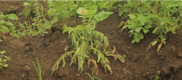 Rubavu: Bahangayikishijwe n’indwara bita Sempeshyi iri gufata ibirayi bikiri bito