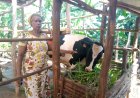 How Mrs. Nyirabahutu was developed by one cow that was given to her in the Girinka Munyarwanda