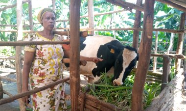 How Mrs. Nyirabahutu was developed by one cow that was given to her in the Girinka Munyarwanda