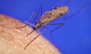 Gukoresha uburyo bukomatangije bwo kurwanya malaria byitezweho kuyirandura muri 2030