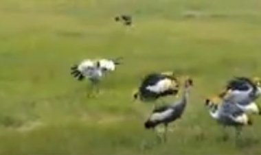 Burera:Abahinga hafi y’igishanga cy’urugezi barinubira inyoni zibonera imyaka