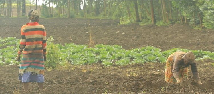 Rubavu: Hari abahinzi bavuga ko bahinze bakabura imbuto ya Hybrid