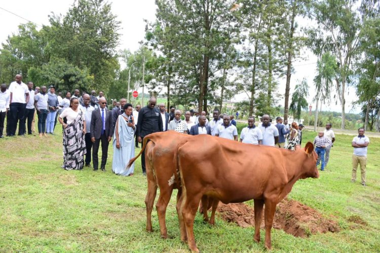 Iburasirazuba: PSF yoroje inka abarokotse Jenoside yakorewe Abatutsi 1994