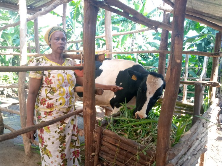 How Mrs. Nyirabahutu was developed by one cow that was given to her in the Girinka Munyarwanda