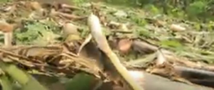 Ninde uzabazwa igihombo cy’imyaka y’abatishoboye yaranduwe ngo bubakirwe nyuma ubuyobozi bukivuguruza?