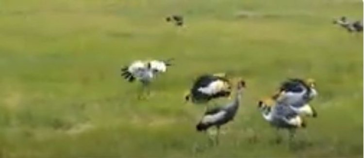 Burera:Abahinga hafi y’igishanga cy’urugezi barinubira inyoni zibonera imyaka