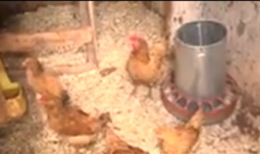 Huye: Guhabwa inkoko n'ubumenyi bwo kuzorora neza byabakuye ku cyiciro cy'abafashwaga