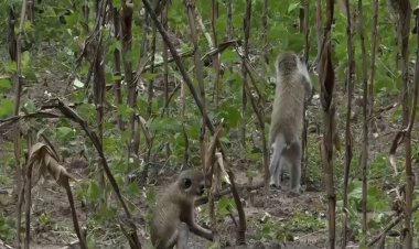 Huye: Babangamiwe n'inkende n'ingeragere zibonera imyaka