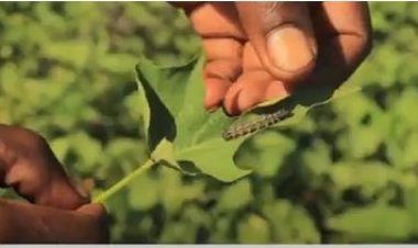 GICUMBI: Bahangayikishijwe n'indwara iri gufata imyaka bahinze mu mirima