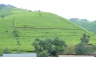 RUBAVU: Barasaba ko ifumbire n’imbuto by’icyayi byashyirwa kuri Nkunganire