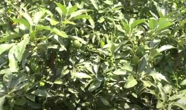 Iburasirazuba: Umusaruro w'imbuto zo mu mushinga KIIWP witezweho kuzamura iterambere ry’abazihinga