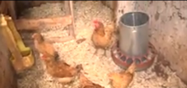 Huye: Guhabwa inkoko n'ubumenyi bwo kuzorora neza byabakuye ku cyiciro cy'abafashwaga