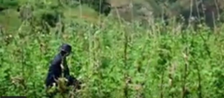 Huye: Babangamiwe n’itsinda ry’abajura biba imyaka