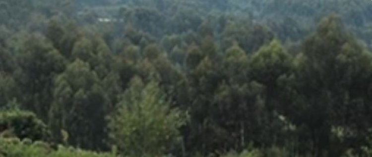 Kinigi: Babangamiwe no kuba hari imibiri y’abatutsi biciwe mu mashyamba ya Parike itaraboneka