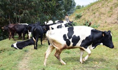 Nyaruguru-Remera: Borojwe inka bashimira umukuru w’igihugu biyemeza guca ukubiri n’ubukene imirire mibi n’igwingira