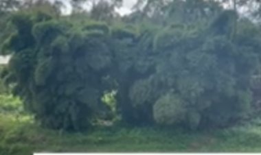 GAKENKE: Barasaba ko hakongerwa imigano ku mugezi wa Kinoni wabatezaga imyuzure