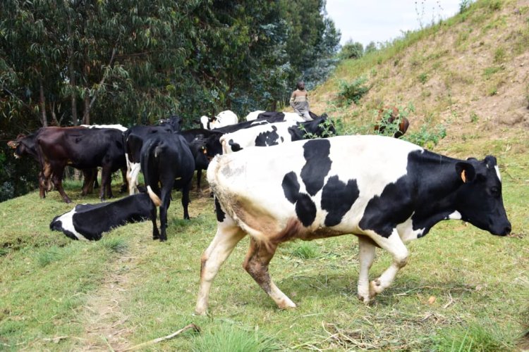 Nyaruguru-Remera: Borojwe inka bashimira umukuru w’igihugu biyemeza guca ukubiri n’ubukene imirire mibi n’igwingira