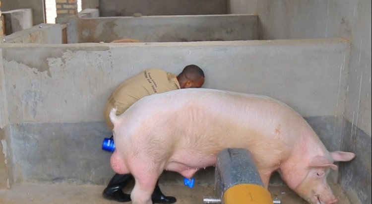 Mu Rwanda hakomeje kuzamuka iterambere ry'ubworozi bw'ingurube mu buryo bw'ikorabuhanga