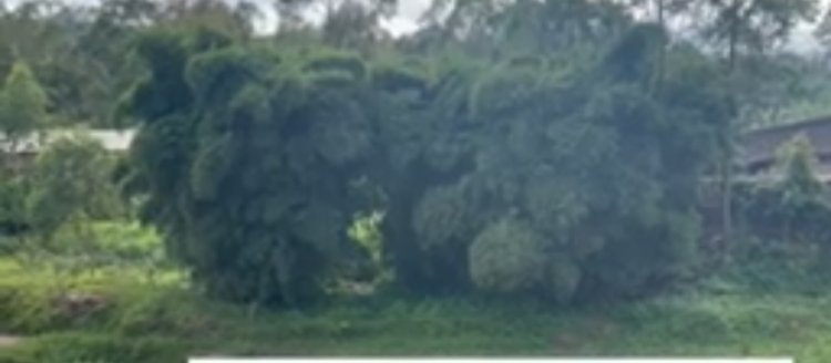 GAKENKE: Barasaba ko hakongerwa imigano ku mugezi wa Kinoni wabatezaga imyuzure